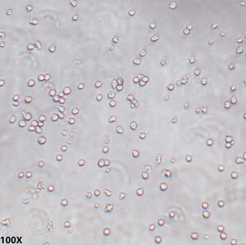 THP-1 人急性单核细胞白血病细胞