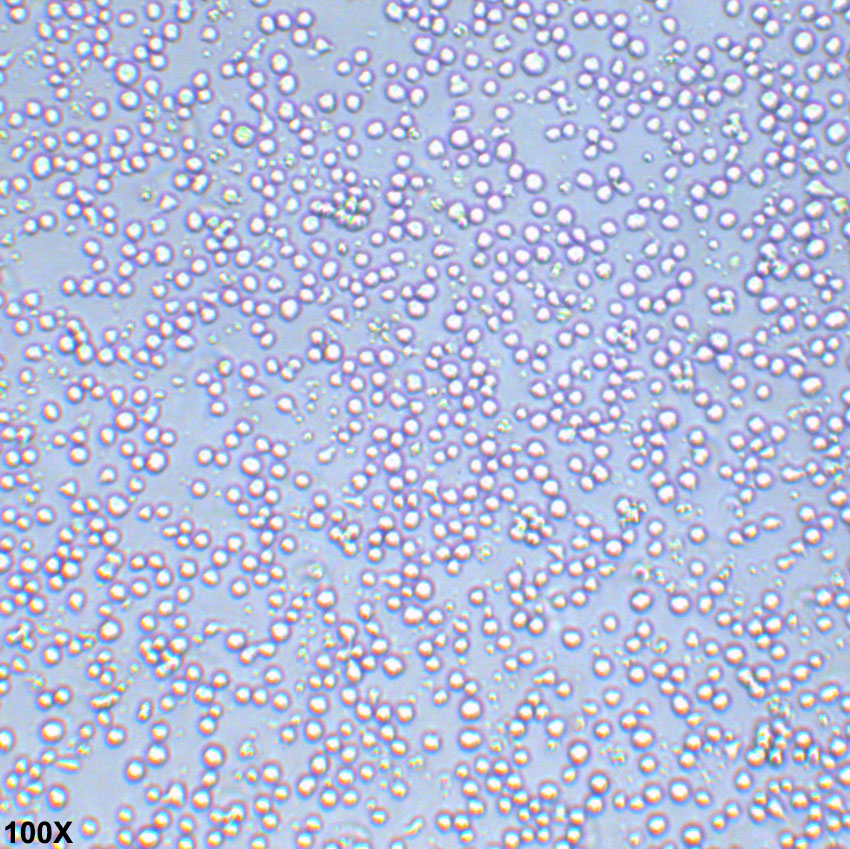 CCRF-CEM 人急性淋巴细胞白血病T淋巴细胞