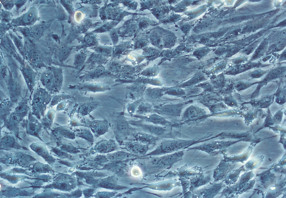M059J 人脑恶性胶质母细胞瘤细胞