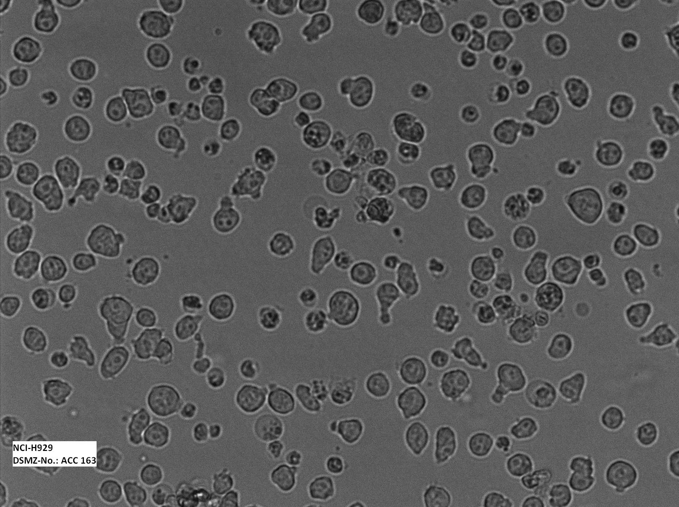 NCI-H929 人骨髓瘤细胞