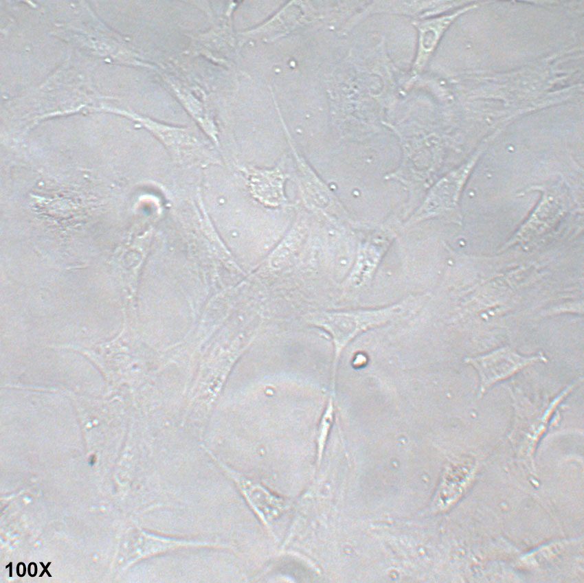 OP9 小鼠骨髓基质细胞
