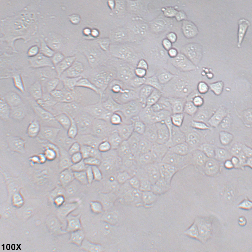 MIA PaCa-2 人胰腺癌细胞