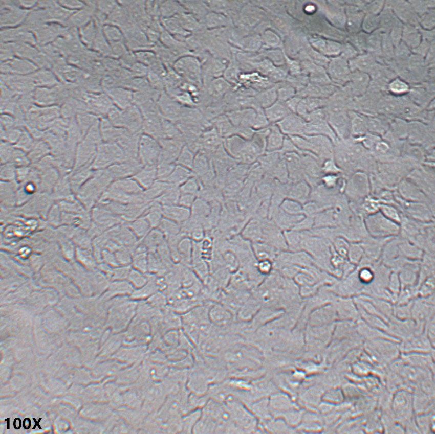 HaCaT 人永生化表皮细胞