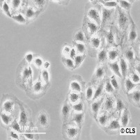 BT-20 人乳腺癌细胞