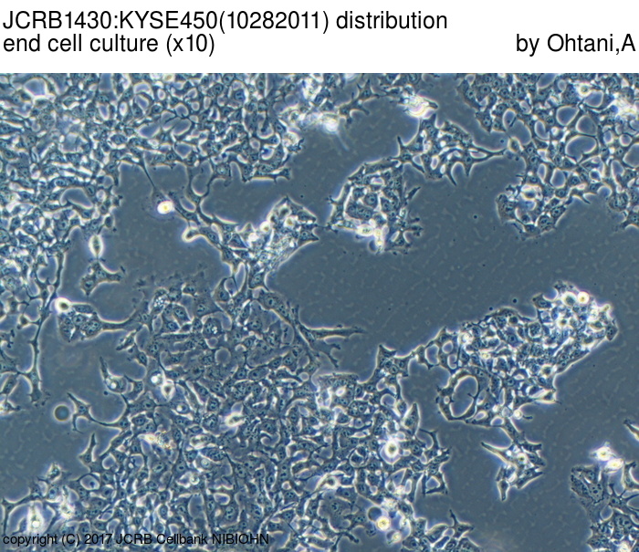 Kyse-450 人食管鳞癌细胞