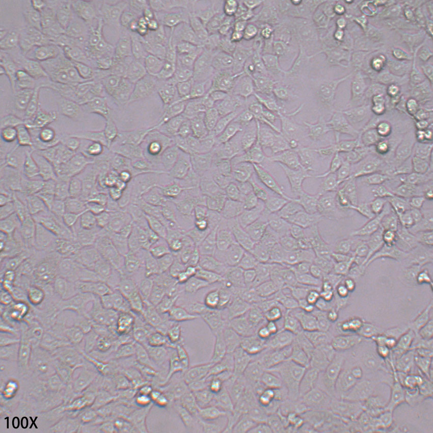 NCI-H292 人肺粘液上皮样癌细胞