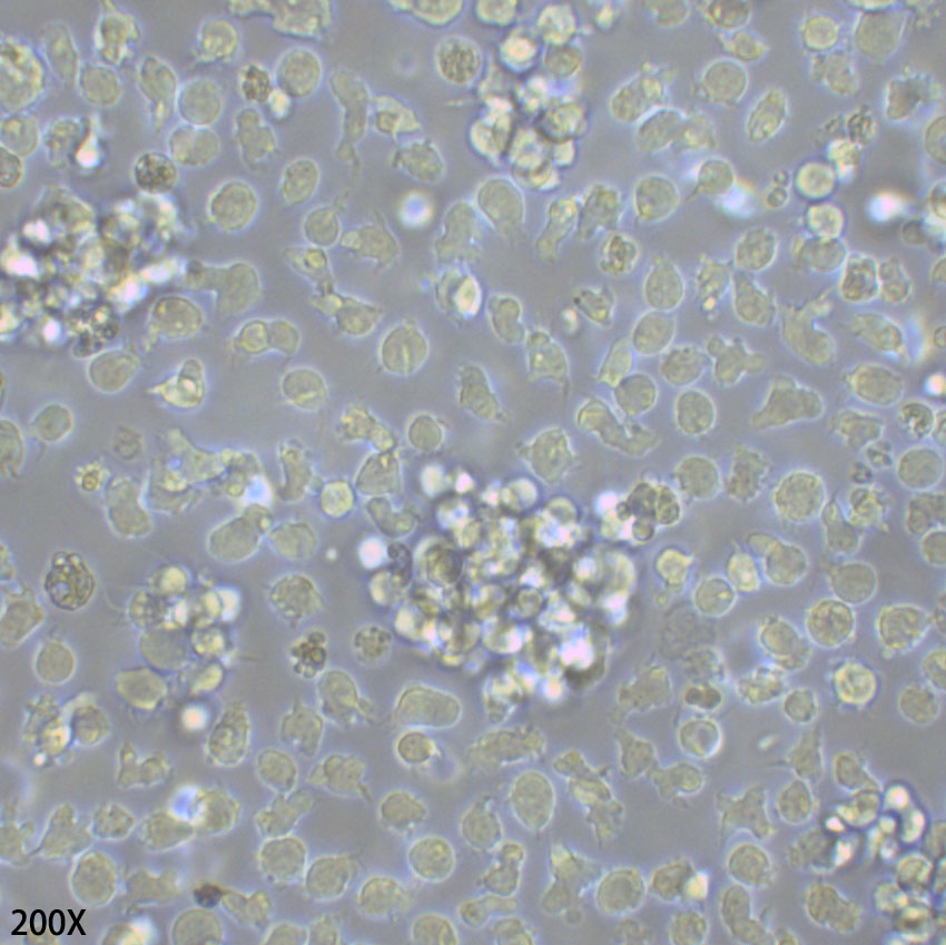 SHI-1 人急性髓细胞白血病细胞