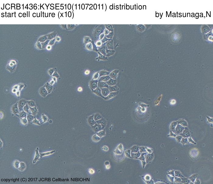 Kyse-510 人食管癌细胞