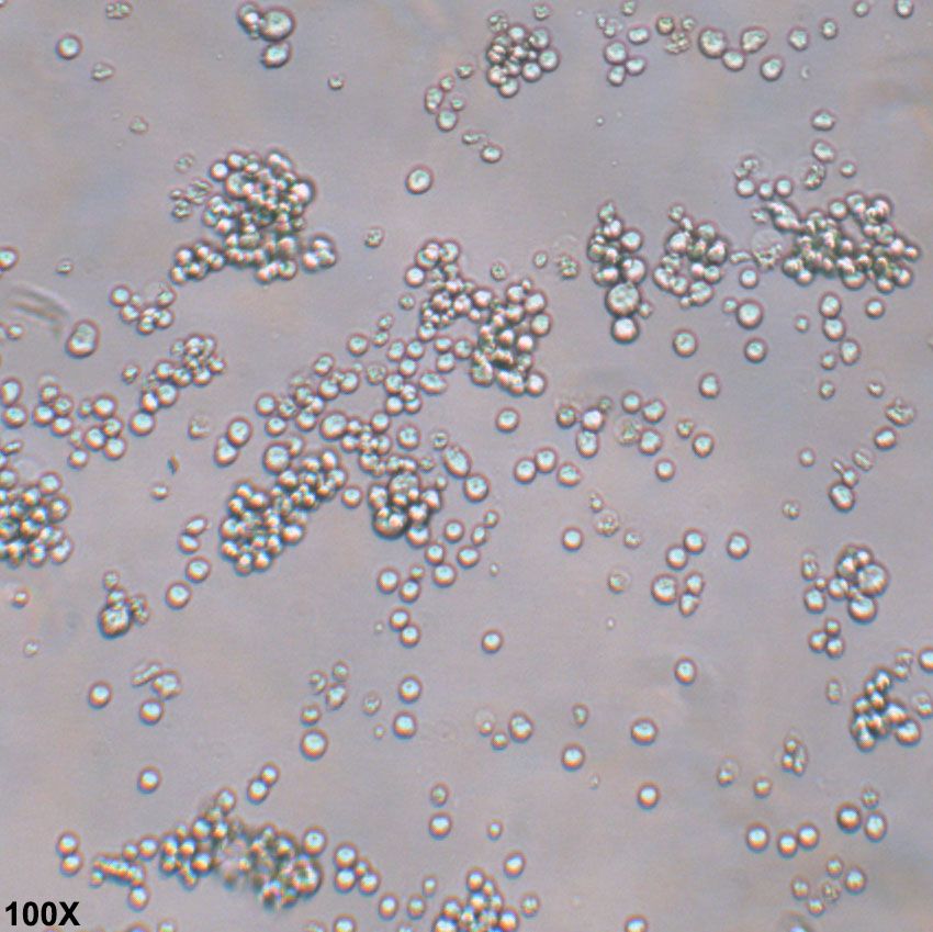 MEL 小鼠红白血病细胞