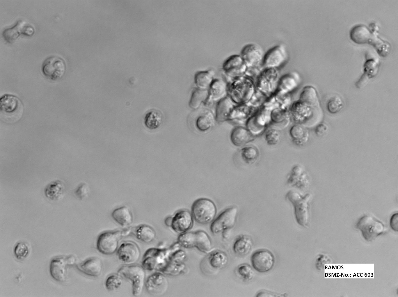 RAMOS(RA.1) 人B淋巴细胞瘤细胞