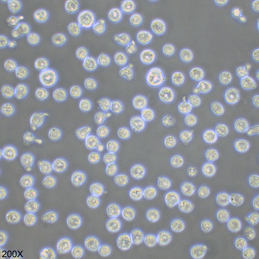KG-1a 人髓系白血病细胞