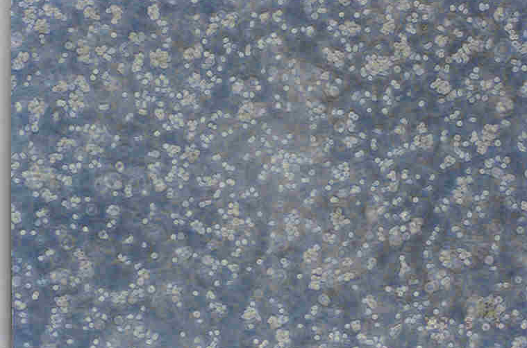 Yac-1 小鼠白血病细胞NK细胞靶细胞