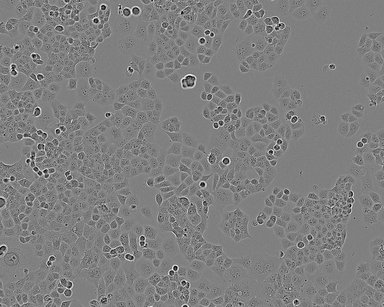 Panc-1 人胰腺癌细胞（未分化）