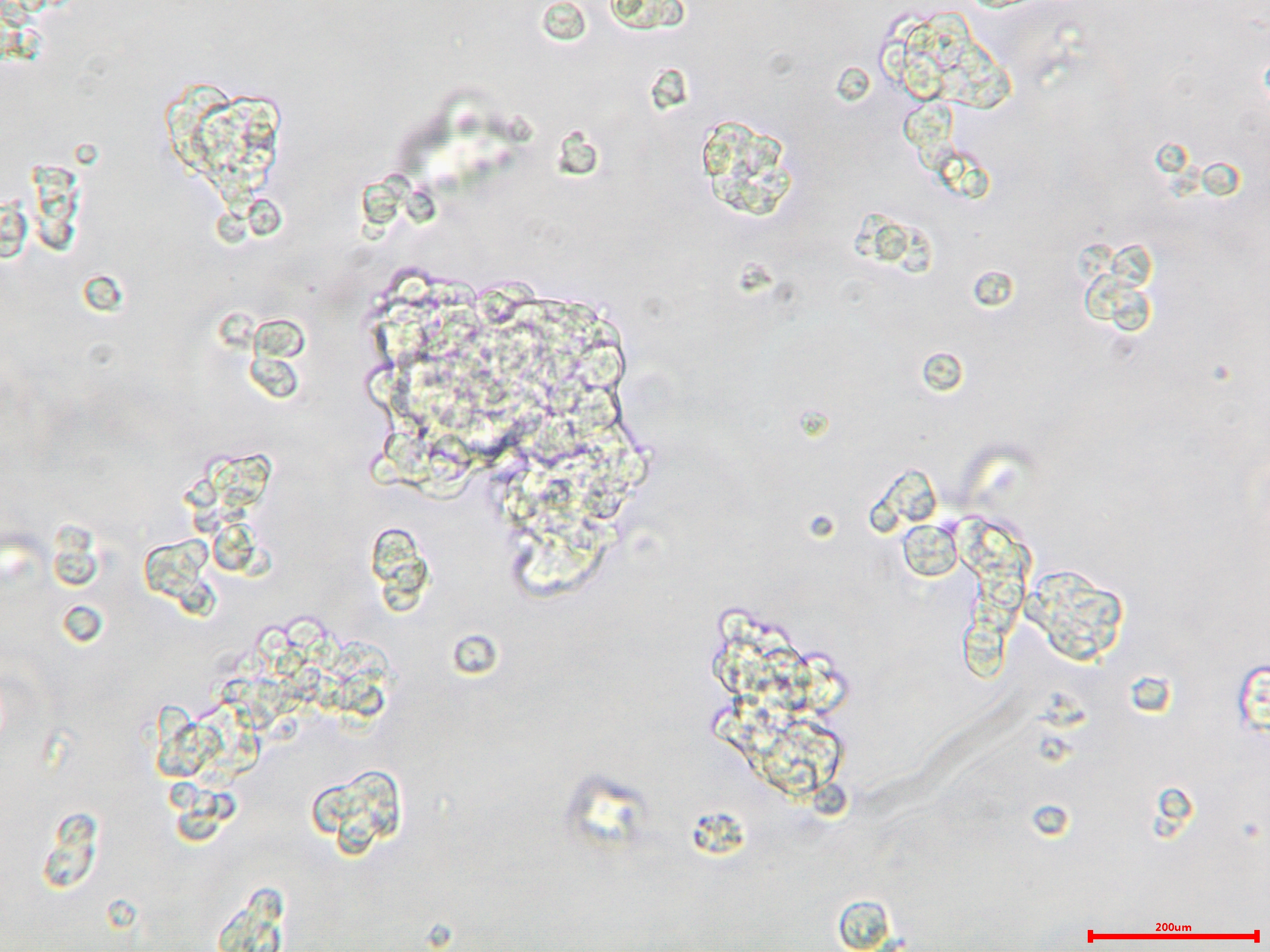 AtT-20 小鼠垂体瘤细胞
