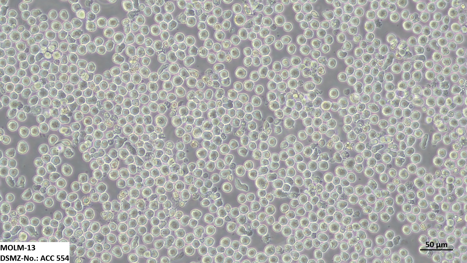MOLM-13 人急性髓细胞白血病细胞