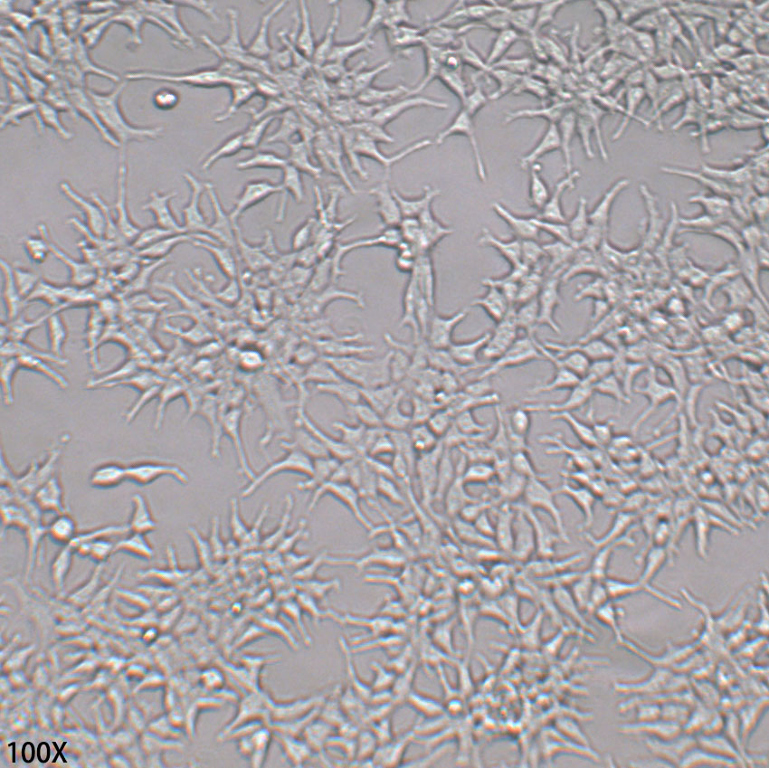 HEK-293 人胚肾细胞