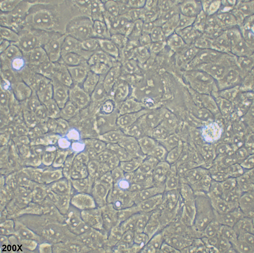 DLD1 人结直肠腺癌上皮细胞