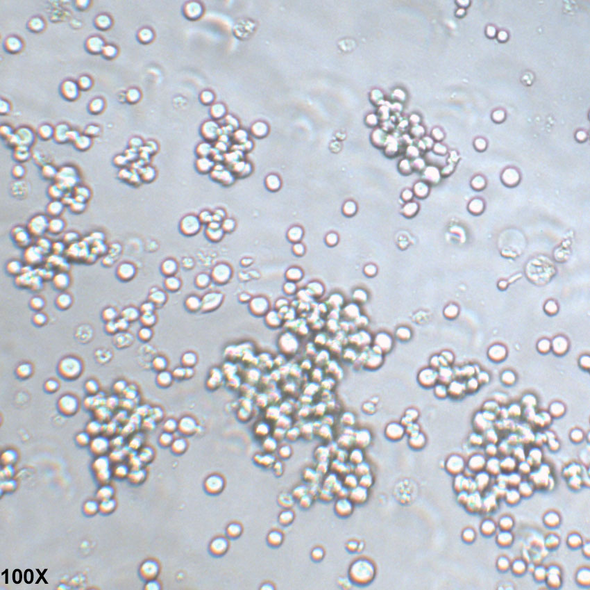 COLO 201 人结直肠腺癌细胞