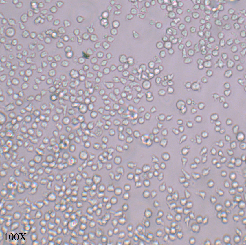 U937 人组织细胞淋巴瘤细胞