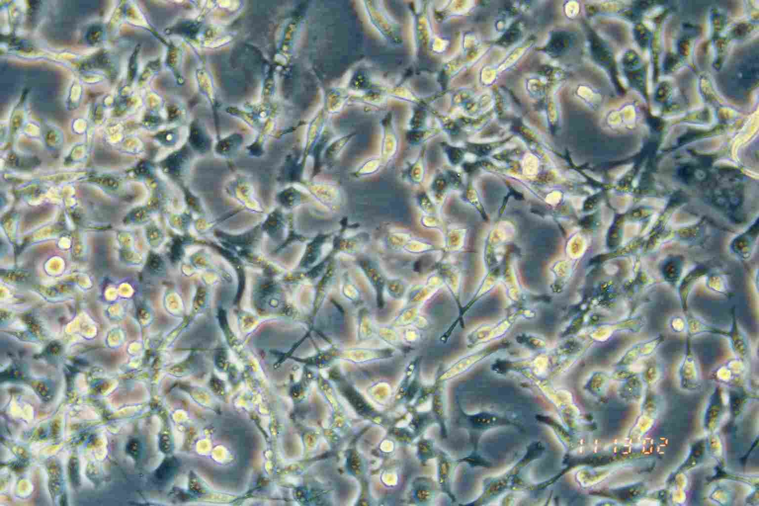 CT26.WT 小鼠结肠癌细胞