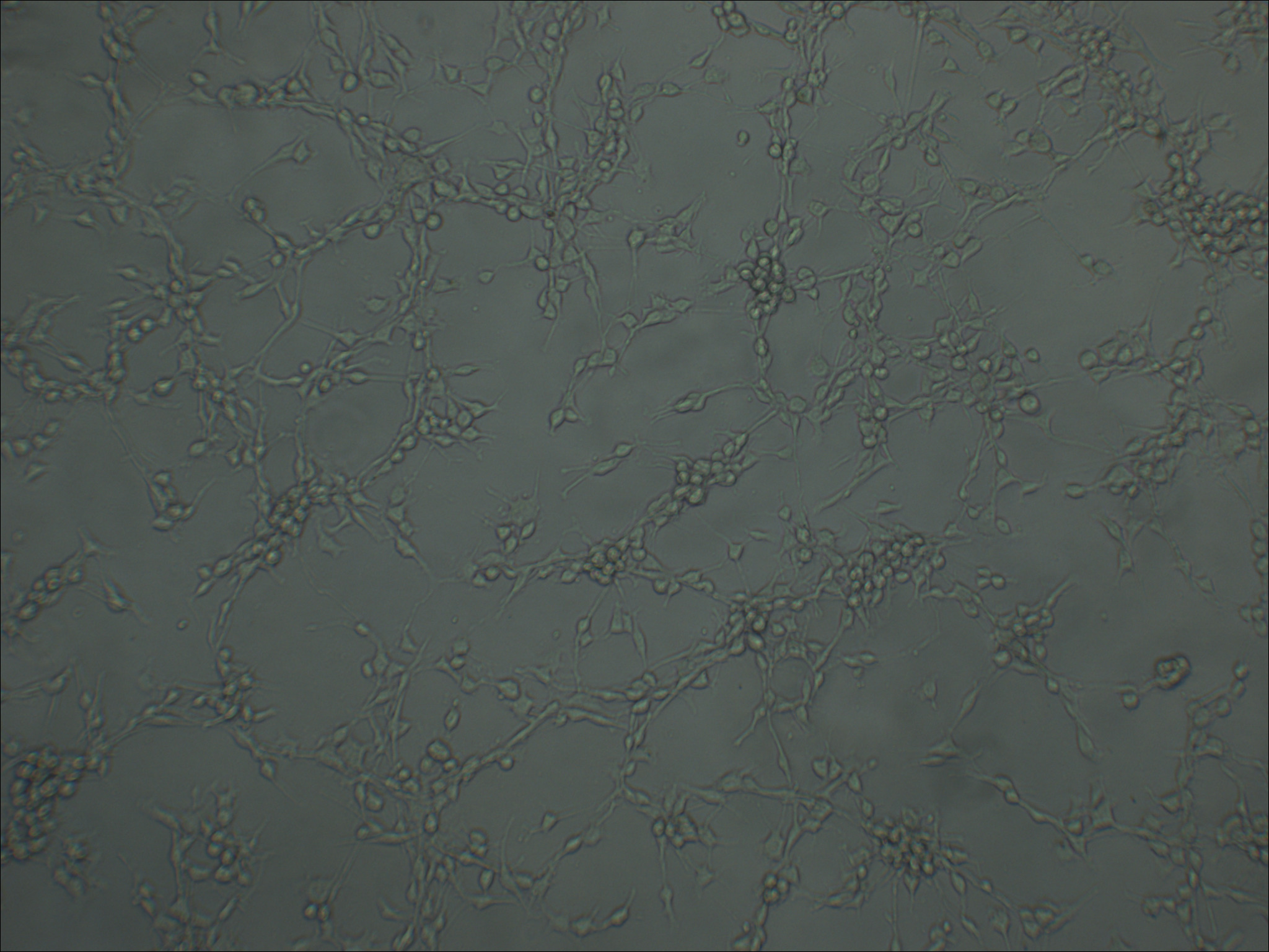 MFC 小鼠前胃癌细胞