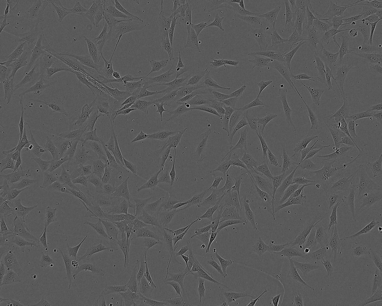 NIH/3T3 NIH小鼠成纤维细胞