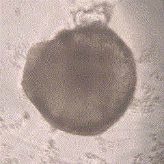 人源心脏类器官分化诱导试剂盒